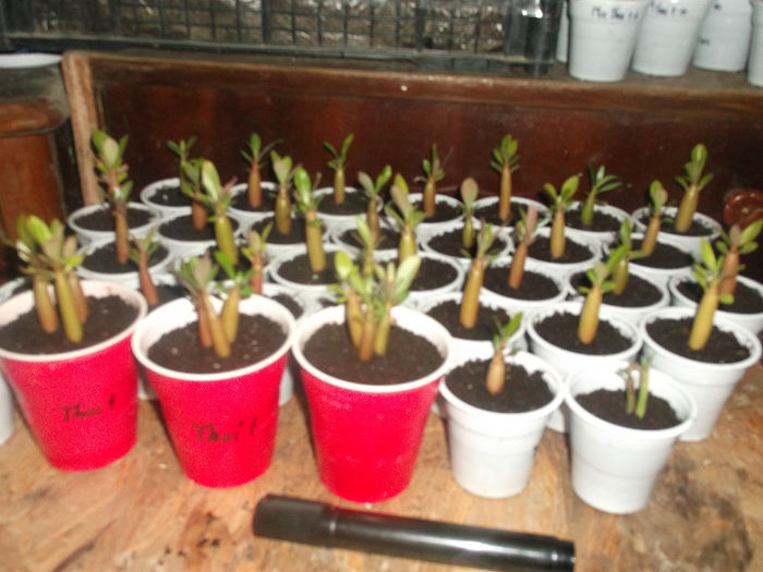 DSCF4525 - ADENIUM SI PLUMERIA asa arata acum