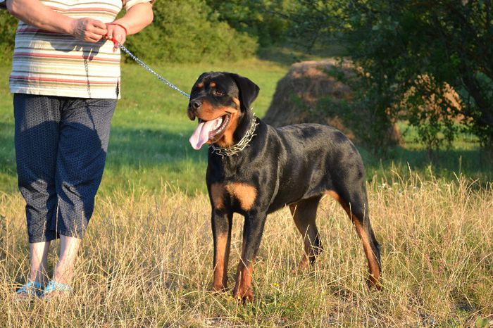 DSC_0125 - Rottweiler - Amira