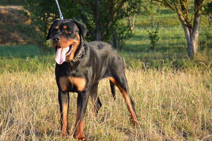 DSC_0128 - Rottweiler - Amira