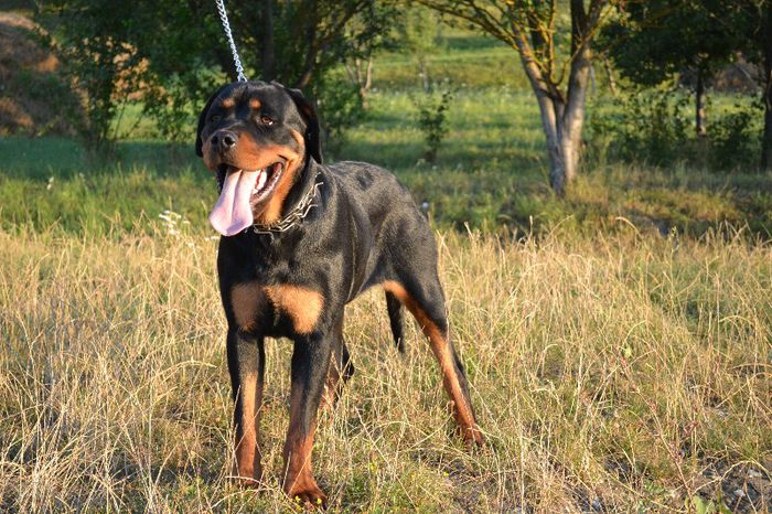 DSC_0129 - Rottweiler - Amira