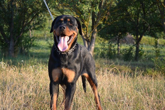 DSC_0131 - Rottweiler - Amira