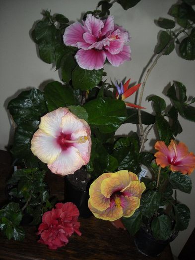 Hibiscus grup - Hibiscus 2013-2