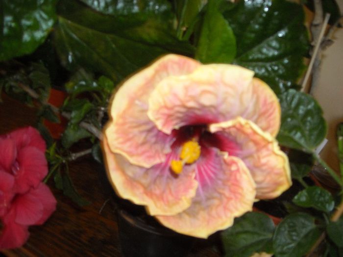 Jolanda Gommer - Hibiscus 2013-2