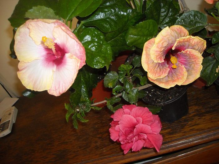 Hibiscus grup - Hibiscus 2013-2