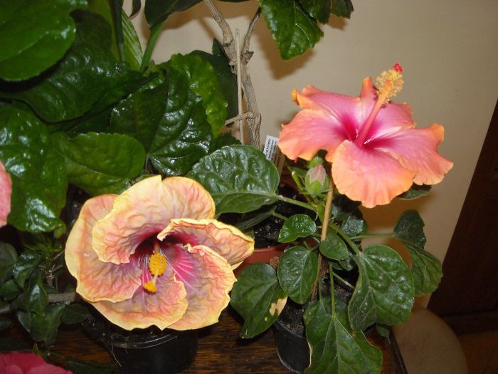 Jolanda Gommer   Passion - Hibiscus 2013-2