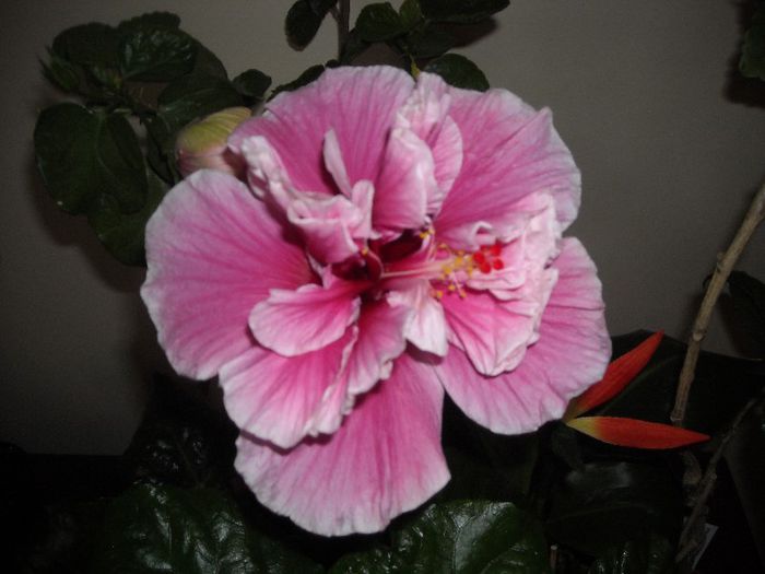 Charles Septembre - Hibiscus 2013-2