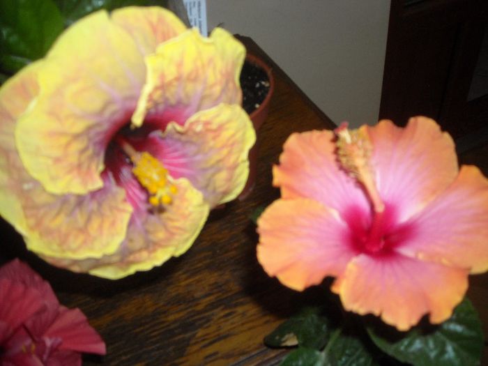 Jolanda Gommer   Passion - Hibiscus 2013-2