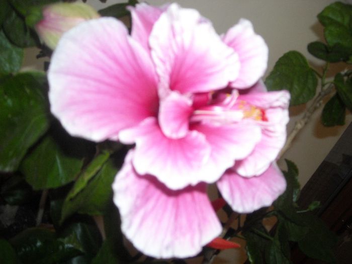 Charles Septembre - Hibiscus 2013-2