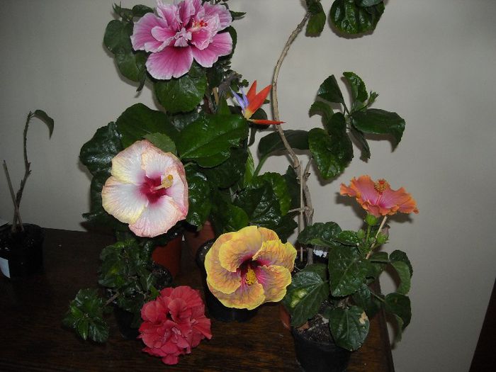 Hibiscus grup - Hibiscus 2013-2