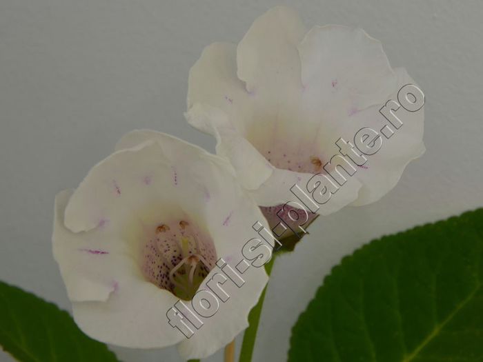 Gloxinia Jolly Rain II - GLOXINIA _ SINNINGIA