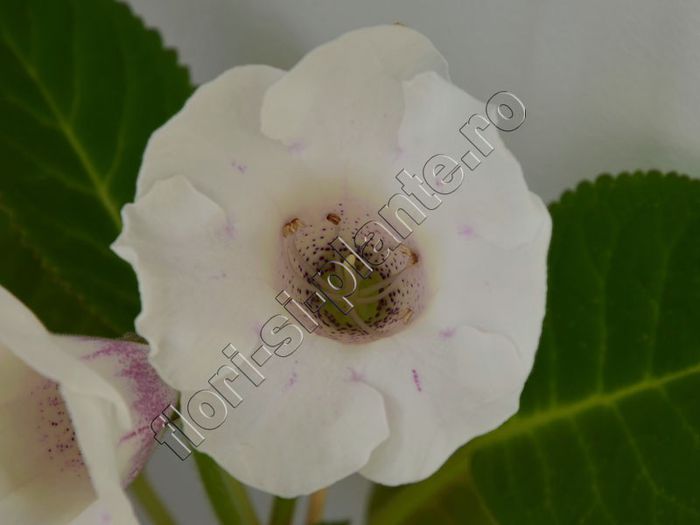 Gloxinia Jolly Rain II - GLOXINIA _ SINNINGIA