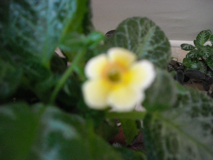 My Preciosa - Colectie episcii