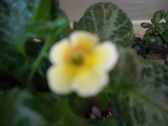 My Preciosa - Colectie episcii