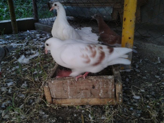 donatie de la romyca