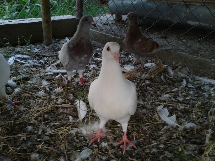 donatie de la romyca