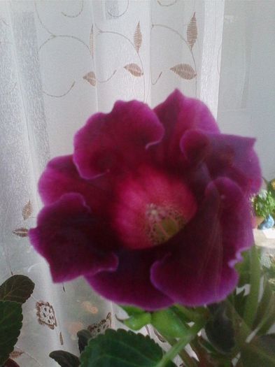 4.8.2013 siclam s. - gloxinia 2013