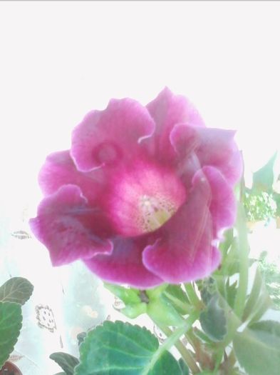 4.8.2013 siclam s. - gloxinia 2013