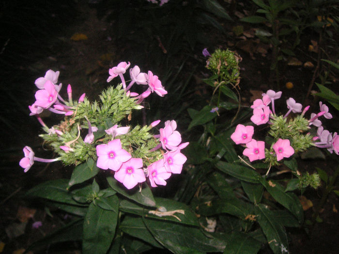SANY0006 - Gradina V