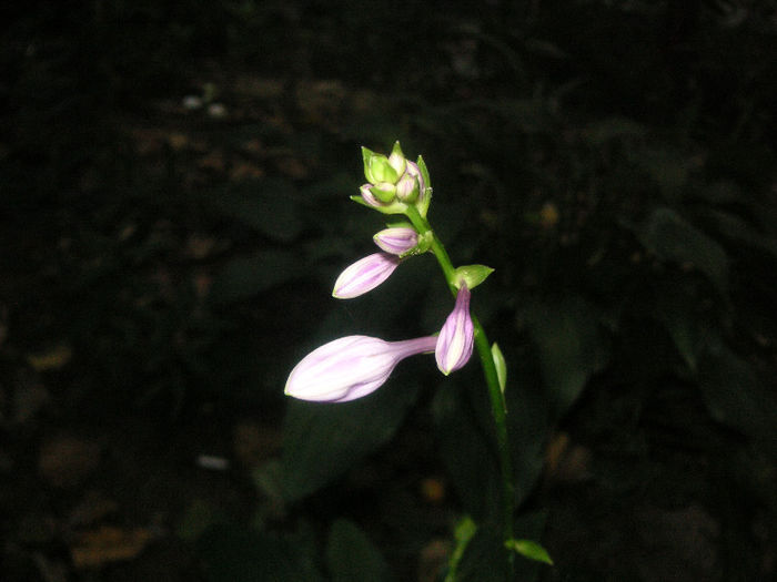SANY0013