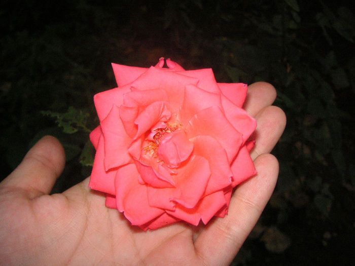 SANY0014