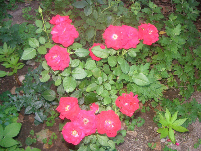 SANY0021