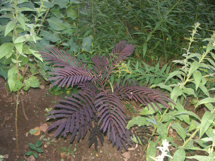 SANY0022