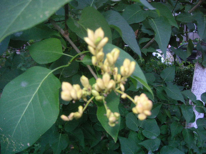 SANY0023