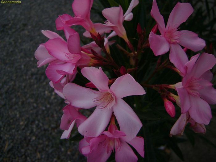 hardy pink - leandru 2013