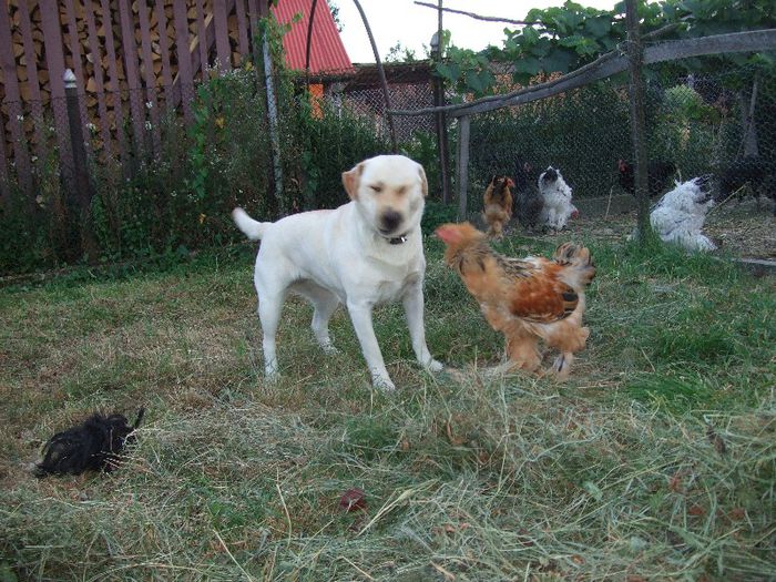 2 - Cora-Labrador retriever