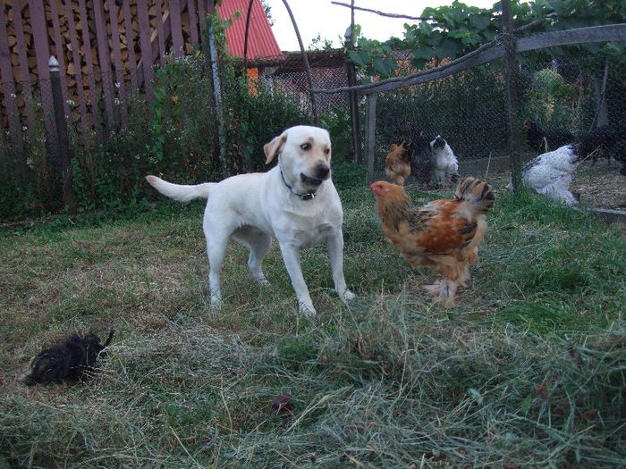 280 - Cora-Labrador retriever