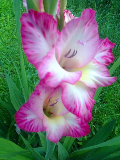 Fotografie0586 - Plante -  Flori  2013