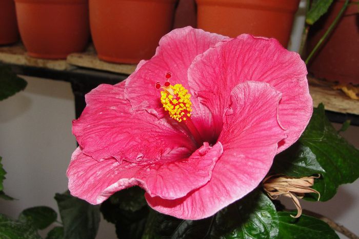 hibiscus Nice Goig - Hibiscus Gommer 1