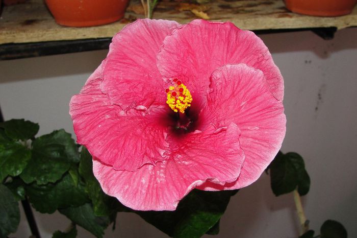  - Hibiscus Gommer 1