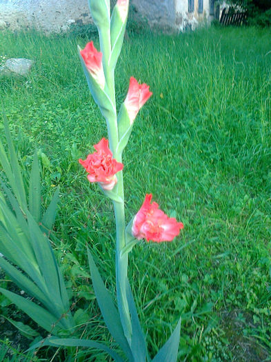 Fotografie0587 - Plante -  Flori  2013