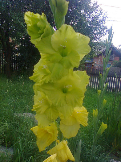 Fotografie0628 - Plante -  Flori  2013