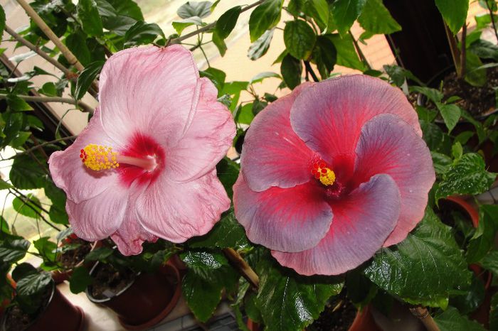 hibiscus Katlyn Jane - Hibiscus Gommer 2