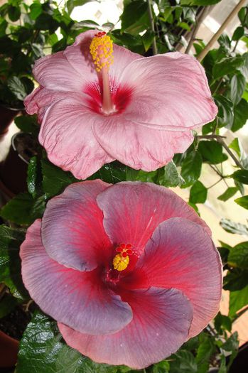  - Hibiscus Gommer 2