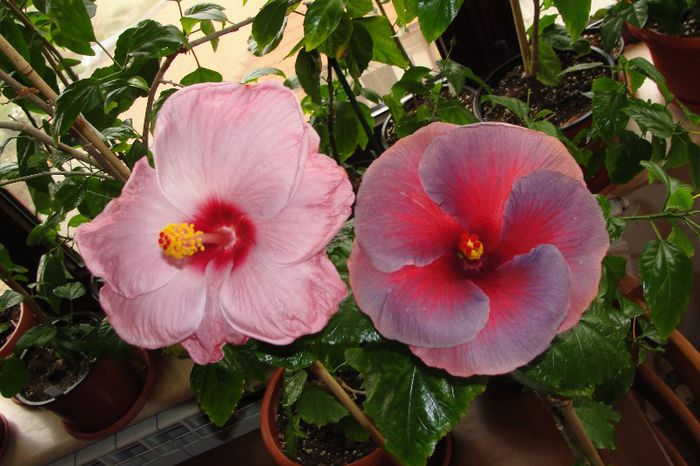 hibiscus Bayou Irene - Hibiscus Gommer 2