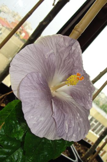  - Hibiscus  deosebiti