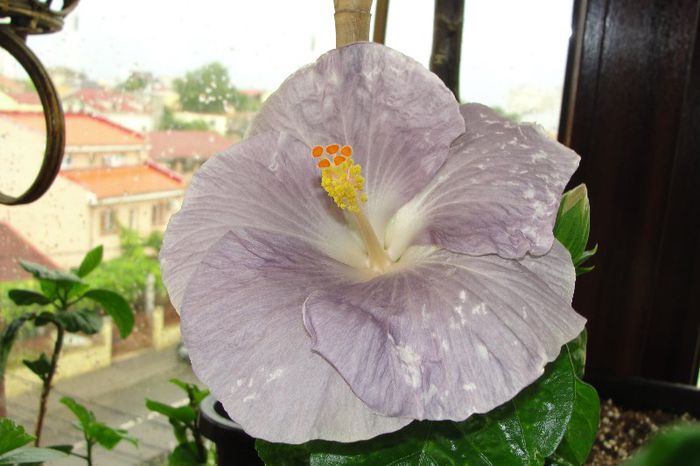  - Hibiscus  deosebiti