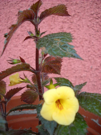 Yellow  Beauty - 1 ACHIMENES-2013