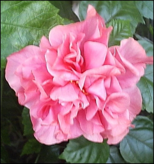 05.08.2013 - Hibiscus 2013