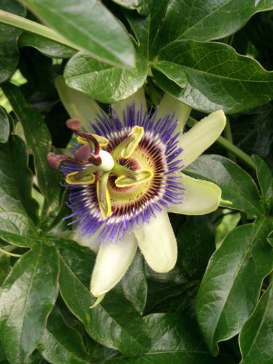 passiflora