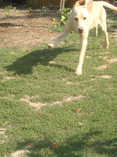 7 luni - Caisy-labrador retriever
