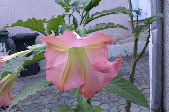 Brugmansia roz - Brugmansia roz