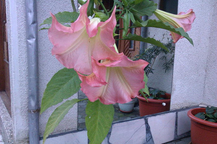 Brugmansia roz - Brugmansia roz