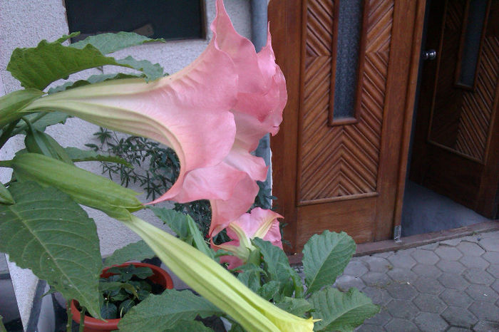 Brugmansia roz - Brugmansia roz