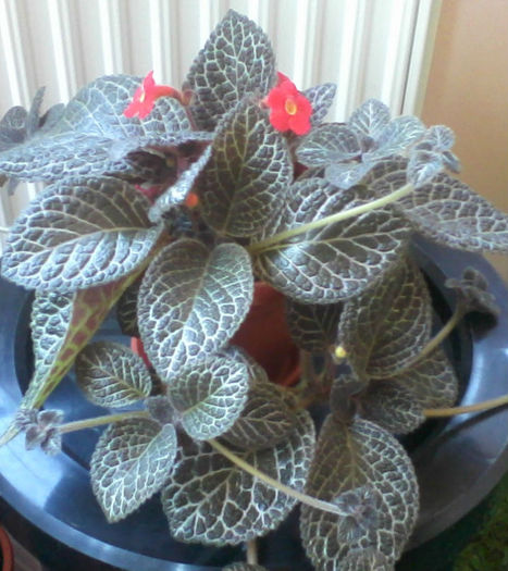 episcia tiger stripe - 2013