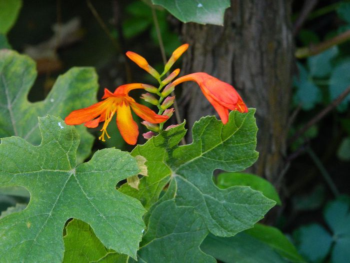 DSCN8933 - AUGUST 2013