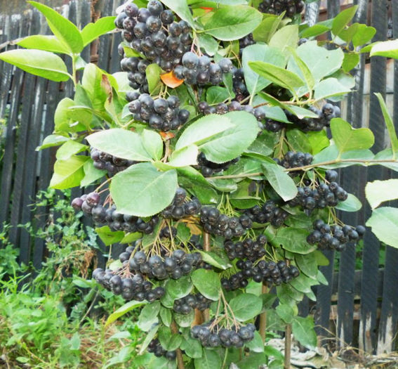 Arbust 1 Aronia 27.07.2013 - Arbusti ornamentali fructiferi - Aronia melanocarpa nero Scorus negru